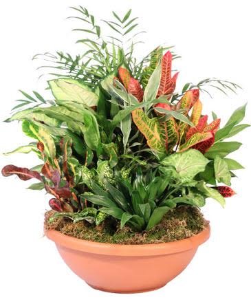 Dish Garden